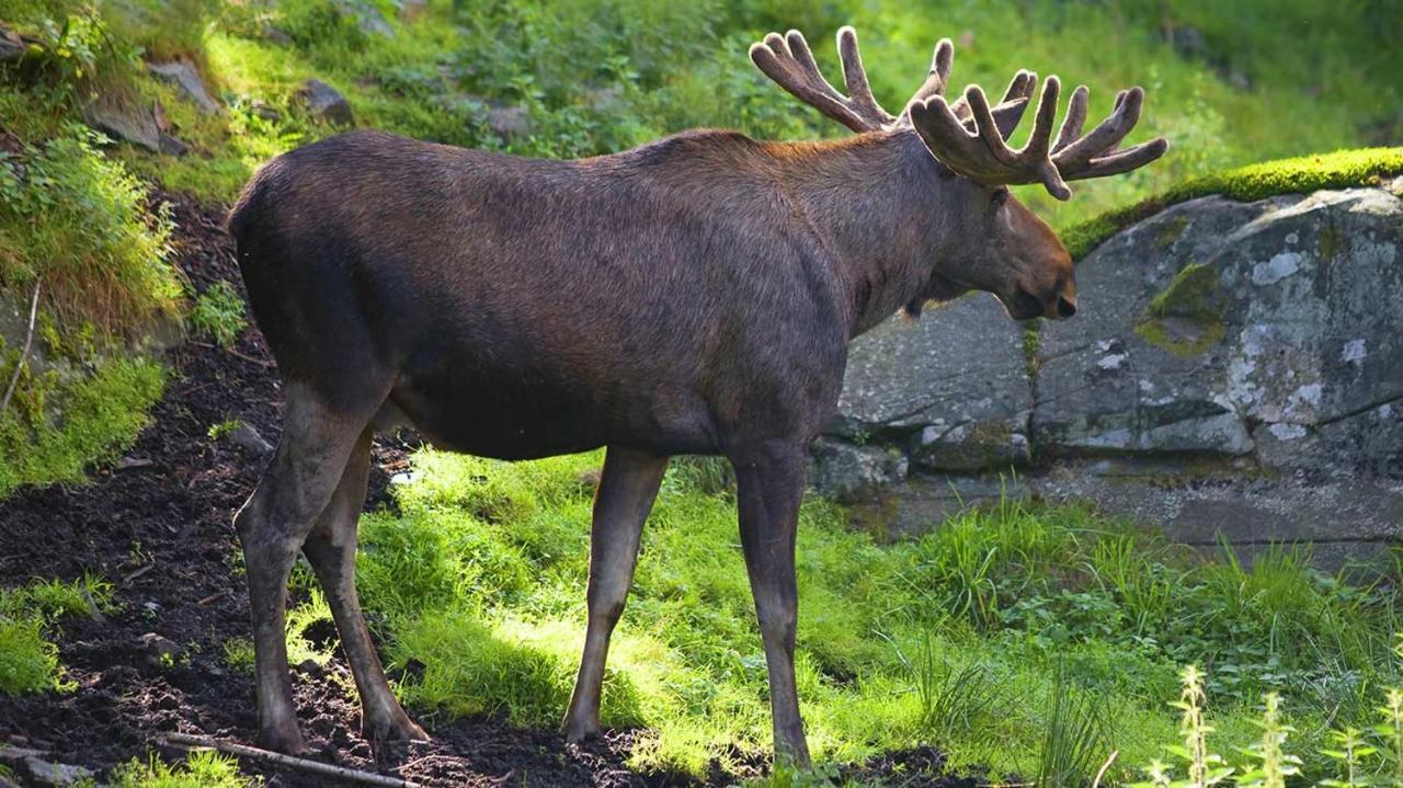 Villa Granhede -Sjoelaege Med Badtunna, Eldstad Med Mera Torsby Zewnętrze zdjęcie